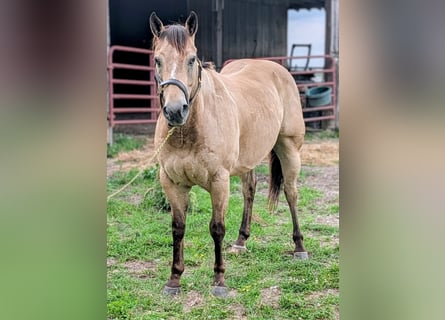 American Quarter Horse, Wallach, 7 Jahre, 152 cm, Buckskin