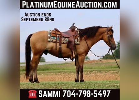 American Quarter Horse, Wallach, 7 Jahre, 152 cm, Buckskin