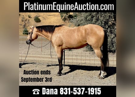 American Quarter Horse, Wallach, 7 Jahre, 152 cm, Buckskin