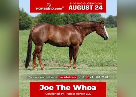 American Quarter Horse, Wallach, 7 Jahre, 152 cm, Dunkelfuchs