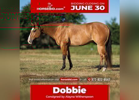 American Quarter Horse, Wallach, 7 Jahre, 152 cm, Falbe