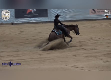 American Quarter Horse, Wallach, 7 Jahre, 152 cm, Fuchs
