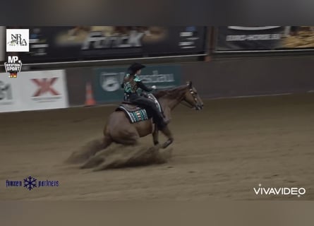 American Quarter Horse, Wallach, 7 Jahre, 152 cm, Fuchs