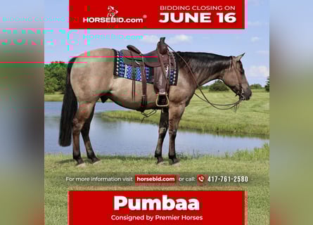 American Quarter Horse, Wallach, 7 Jahre, 152 cm, Grullo