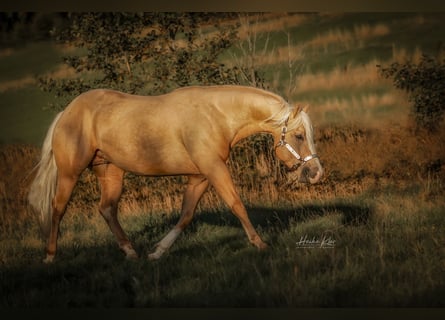 American Quarter Horse, Wallach, 7 Jahre, 152 cm, Palomino