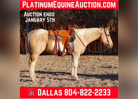 American Quarter Horse, Wallach, 7 Jahre, 152 cm, Palomino