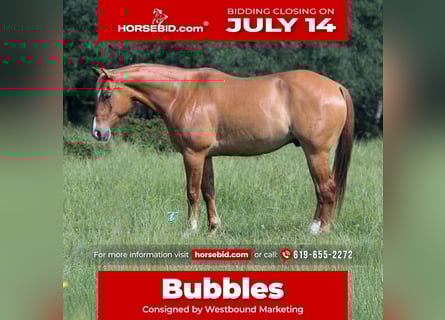 American Quarter Horse, Wallach, 7 Jahre, 152 cm, Red Dun