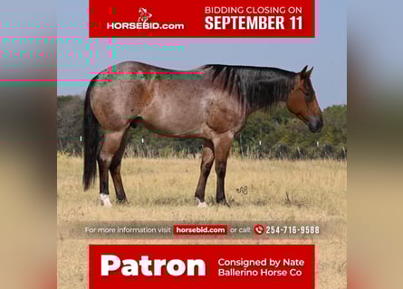 American Quarter Horse, Wallach, 7 Jahre, 152 cm, Roan-Bay
