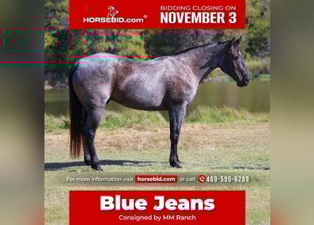 American Quarter Horse, Wallach, 7 Jahre, 152 cm, Roan-Blue