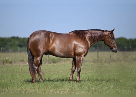 American Quarter Horse, Wallach, 7 Jahre, 152 cm, Roan-Red
