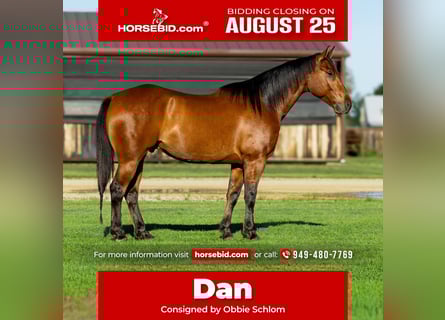American Quarter Horse, Wallach, 7 Jahre, 152 cm, Rotbrauner