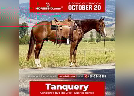 American Quarter Horse, Wallach, 7 Jahre, 152 cm, Rotfuchs