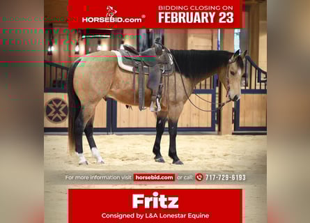 American Quarter Horse, Wallach, 7 Jahre, 155 cm, Buckskin