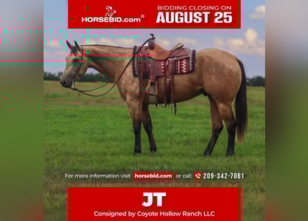 American Quarter Horse, Wallach, 7 Jahre, 155 cm, Buckskin