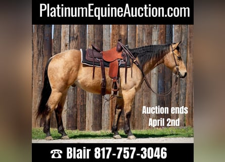American Quarter Horse, Wallach, 7 Jahre, 155 cm, Buckskin