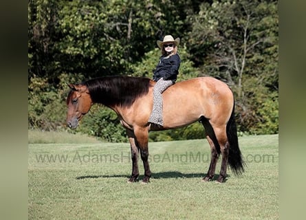 American Quarter Horse, Wallach, 7 Jahre, 155 cm, Buckskin