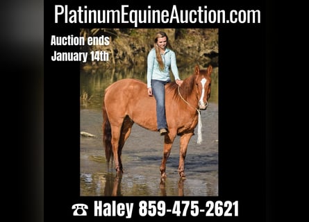 American Quarter Horse, Wallach, 7 Jahre, 155 cm, Falbe