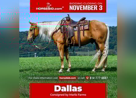 American Quarter Horse, Wallach, 7 Jahre, 155 cm, Palomino