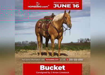 American Quarter Horse, Wallach, 7 Jahre, 155 cm, Palomino