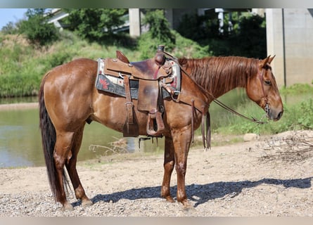 American Quarter Horse, Wallach, 7 Jahre, 155 cm, Roan-Red
