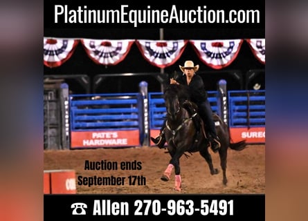 American Quarter Horse, Wallach, 7 Jahre, 157 cm, Rappe