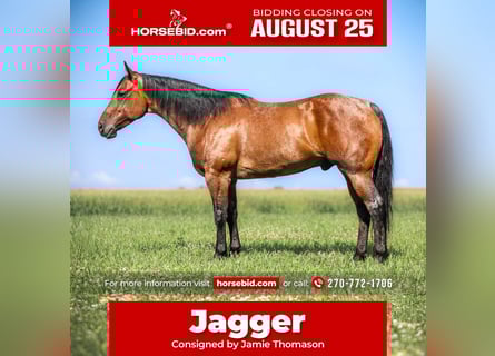 American Quarter Horse, Wallach, 7 Jahre, 157 cm, Roan-Bay