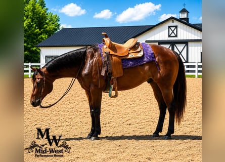 American Quarter Horse, Wallach, 7 Jahre, 157 cm, Rotbrauner