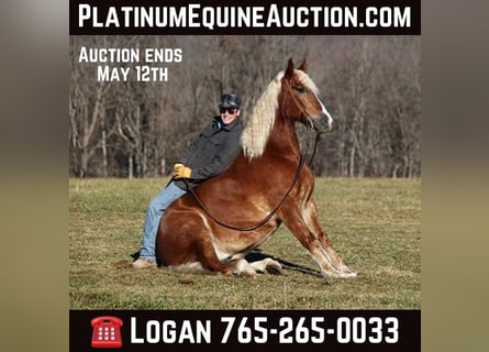 American Quarter Horse, Wallach, 7 Jahre, 157 cm, Rotfuchs