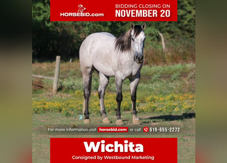 American Quarter Horse, Wallach, 7 Jahre, 157 cm, Schimmel