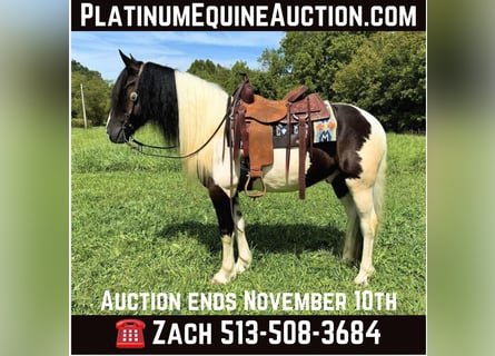 American Quarter Horse, Wallach, 7 Jahre, 157 cm, Tobiano-alle-Farben