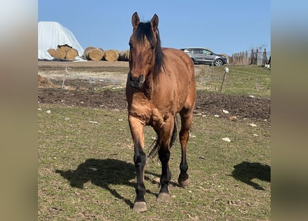 American Quarter Horse Mix, Wallach, 7 Jahre, 158 cm, Brauner