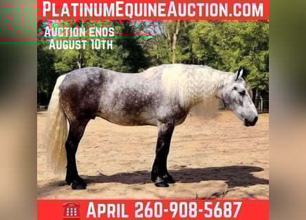American Quarter Horse, Wallach, 7 Jahre, 160 cm, Apfelschimmel
