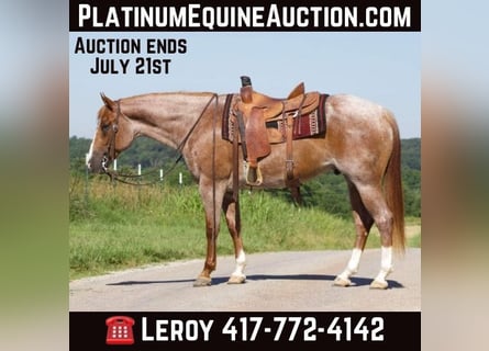 American Quarter Horse, Wallach, 7 Jahre, 160 cm, Roan-Red