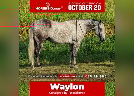 American Quarter Horse, Wallach, 7 Jahre, 160 cm, Schimmel