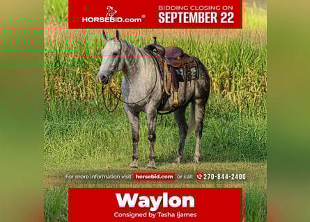 American Quarter Horse, Wallach, 7 Jahre, 160 cm, Schimmel