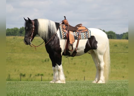 American Quarter Horse, Wallach, 7 Jahre, 160 cm, Tobiano-alle-Farben