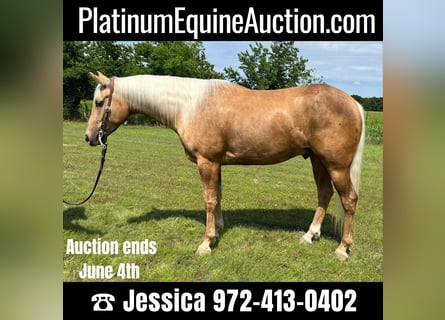 American Quarter Horse, Wallach, 7 Jahre, 163 cm, Palomino