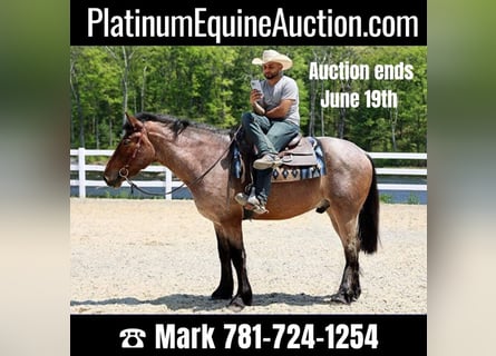 American Quarter Horse, Wallach, 7 Jahre, 163 cm, Roan-Bay