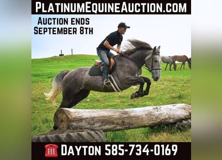 American Quarter Horse, Wallach, 7 Jahre, 163 cm, Schimmel