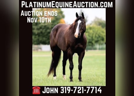 American Quarter Horse, Wallach, 7 Jahre, 165 cm, Rappe