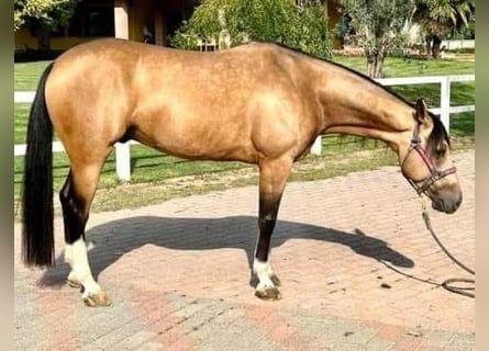 American Quarter Horse, Wallach, 7 Jahre, Buckskin