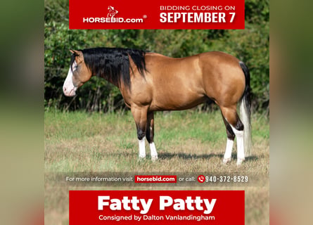 American Quarter Horse, Wallach, 7 Jahre, Buckskin
