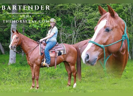 American Quarter Horse, Wallach, 7 Jahre, Dunkelfuchs
