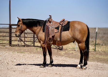 American Quarter Horse, Wallach, 7 Jahre, Falbe