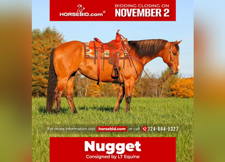 American Quarter Horse, Wallach, 7 Jahre, Falbe