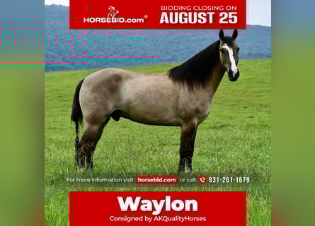 American Quarter Horse, Wallach, 7 Jahre, Grullo