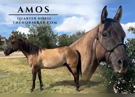 American Quarter Horse, Wallach, 7 Jahre, Grullo