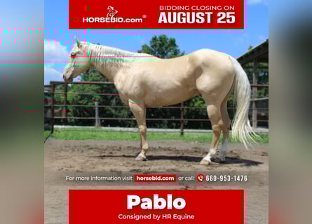 American Quarter Horse, Wallach, 7 Jahre, Palomino