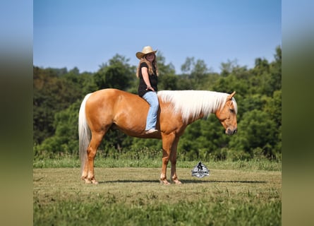 American Quarter Horse, Wallach, 7 Jahre, Palomino