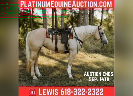 American Quarter Horse, Wallach, 7 Jahre, Palomino